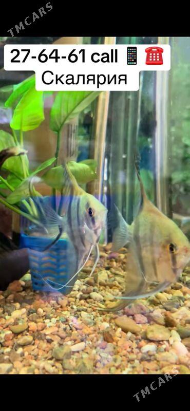 Скалярия - 1 мкр - img 3