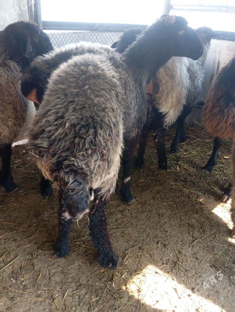 issek goyun - Ашхабад - img 6