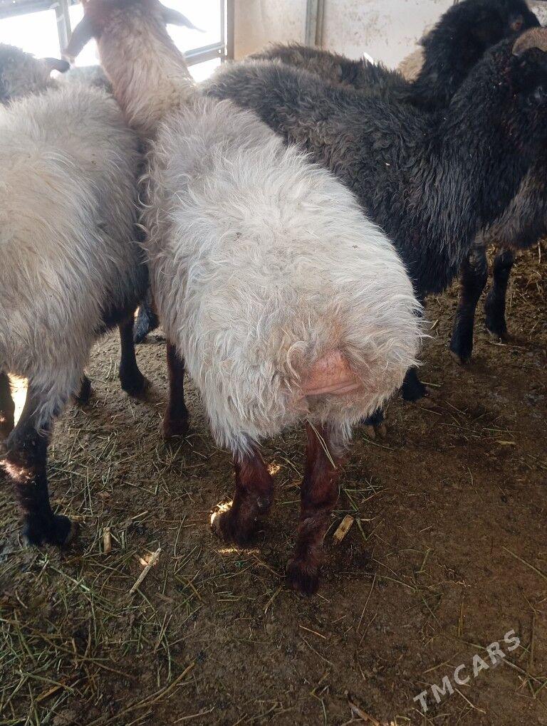 issek goyun - Ашхабад - img 4