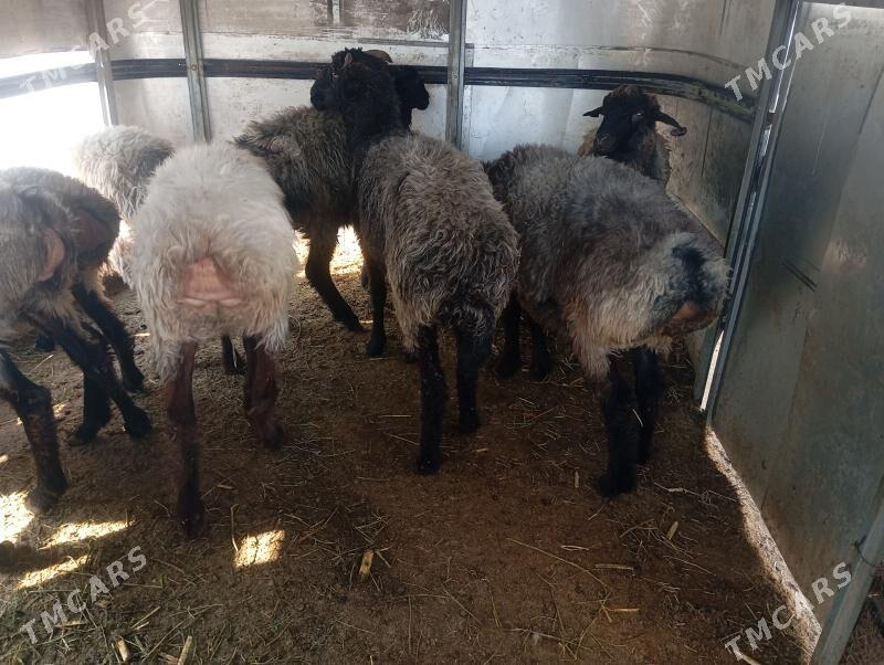 issek goyun - Ашхабад - img 2