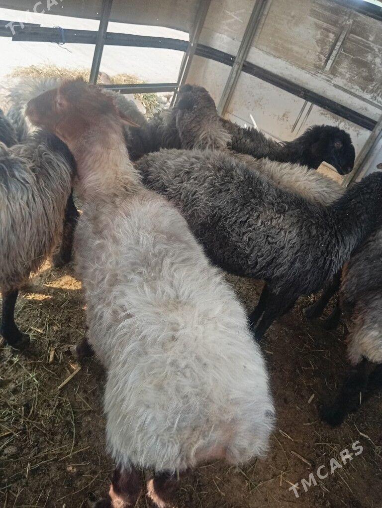 issek goyun - Ашхабад - img 3