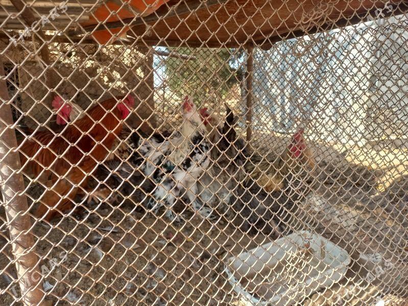 Balgar horaz - Arzuw - img 3