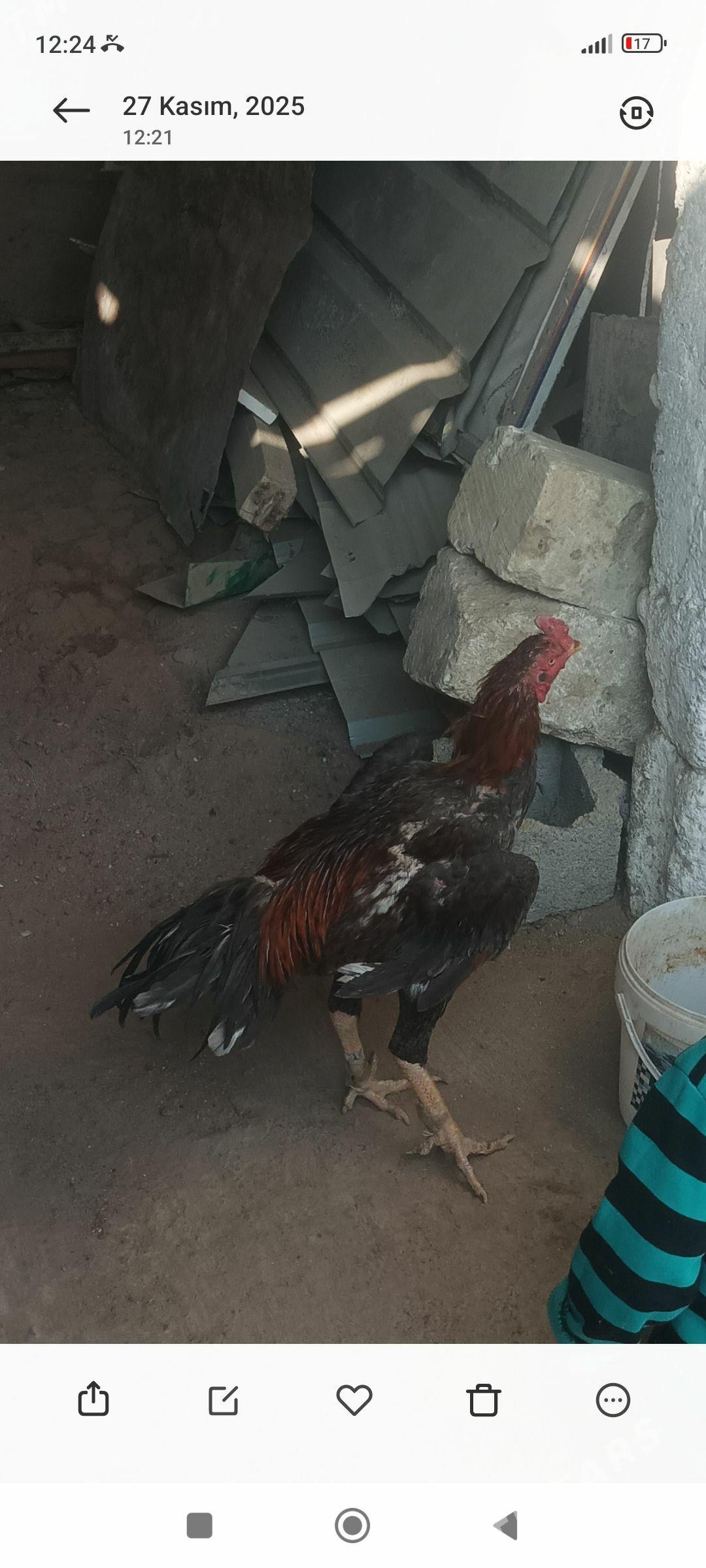 taşkenyt - Aşgabat - img 3