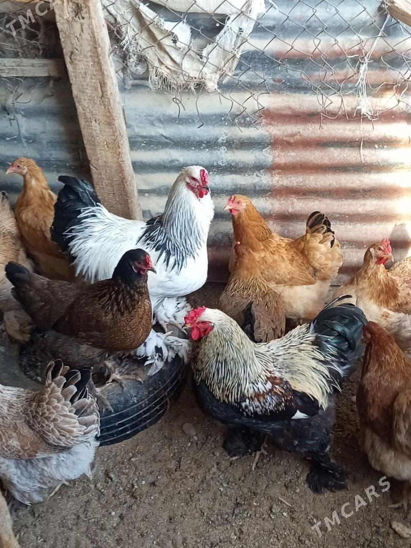 Brama - Гёкдепе - img 4