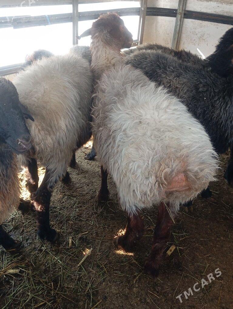 issek goyun - Ашхабад - img 5