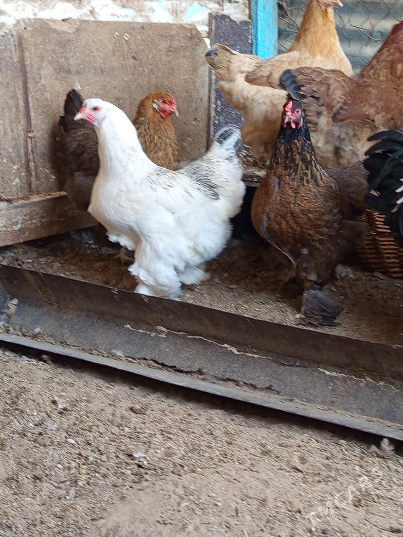 Brama - Гёкдепе - img 3