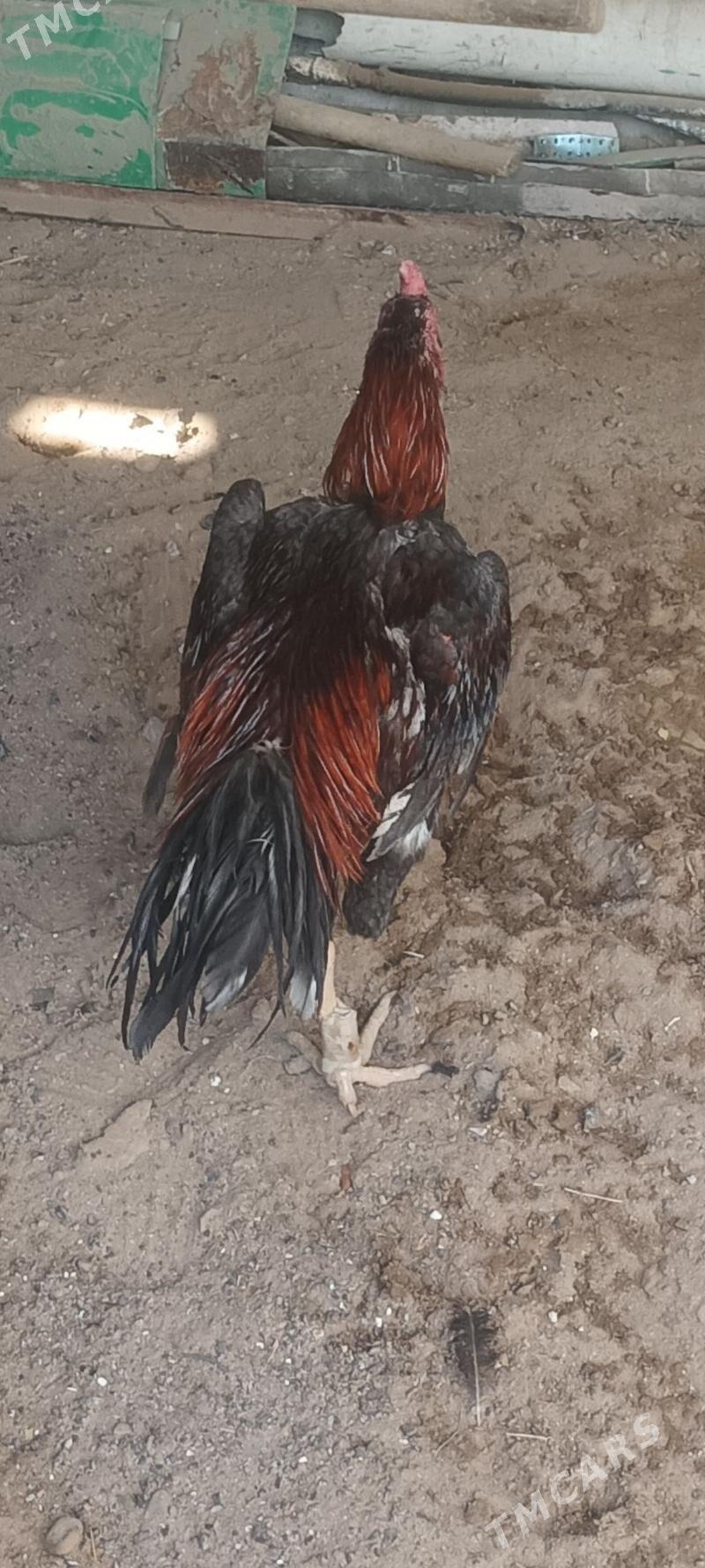 taşkenyt - Aşgabat - img 2