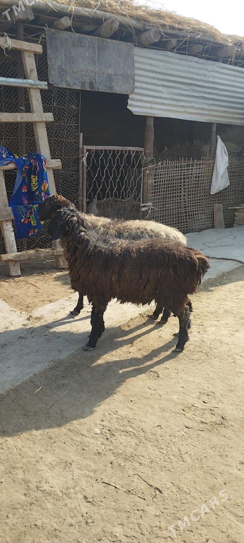 guzulu goyun - Çärjew - img 2