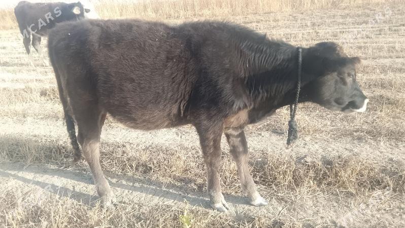 tüwe - Bäherden - img 3