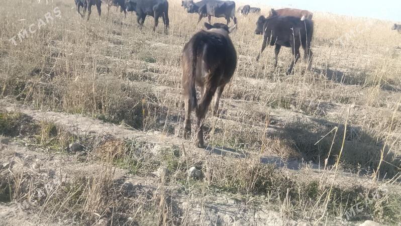 tüwe - Bäherden - img 4