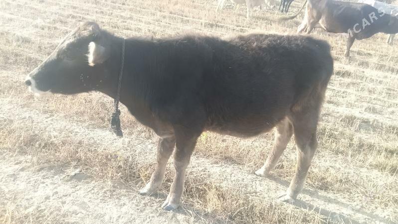 tüwe - Bäherden - img 6