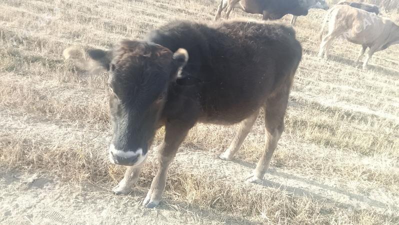 tüwe - Bäherden - img 5