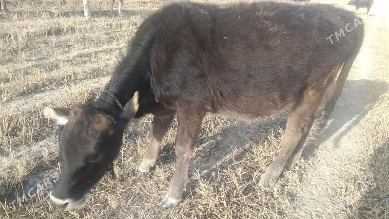 tüwe - Bäherden - img 2