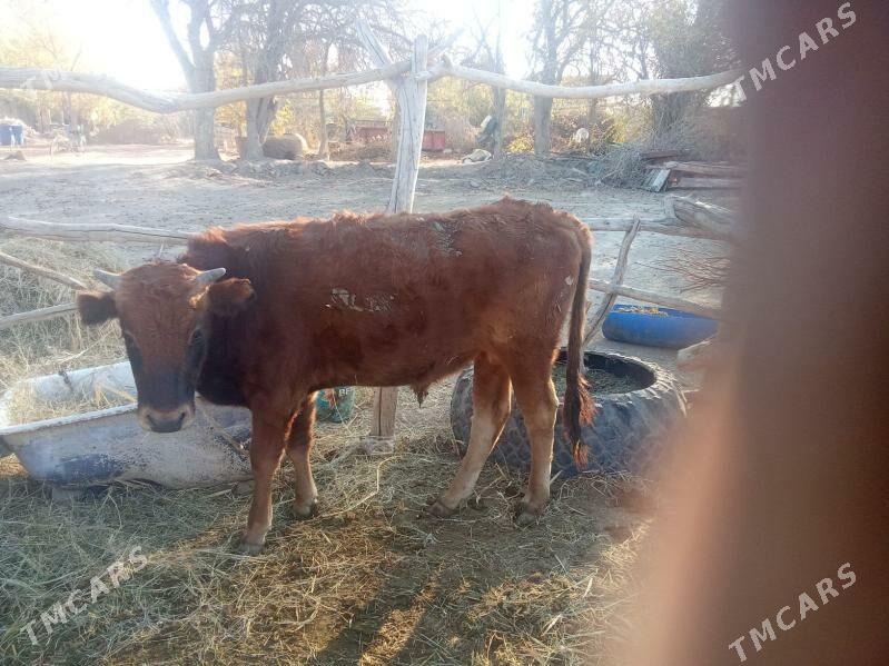 sygyr ökuz - Бабадайхан - img 4