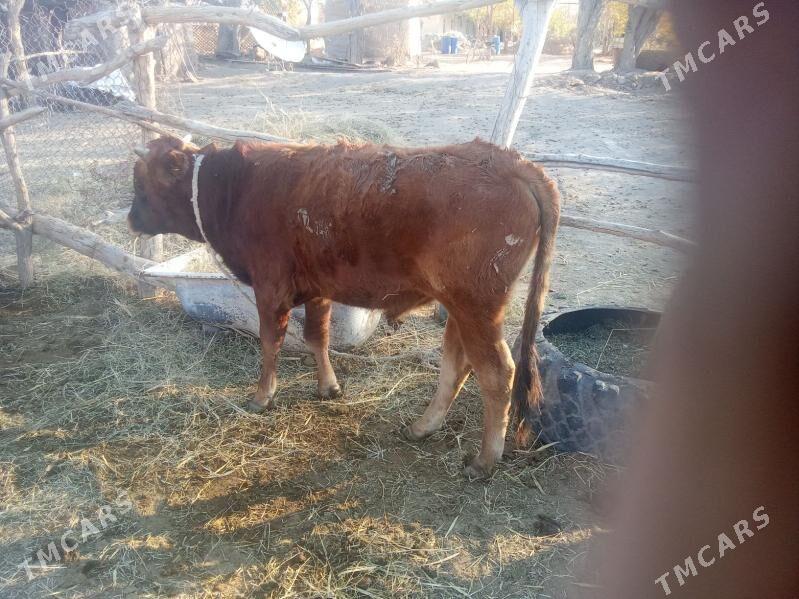 sygyr ökuz - Бабадайхан - img 3