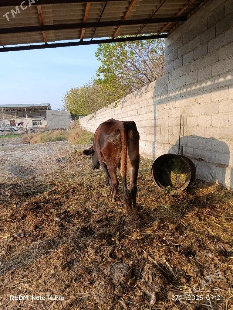 bakylgy sygyr - Bäherden - img 2