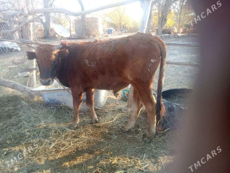 sygyr ökuz - Бабадайхан - img 2