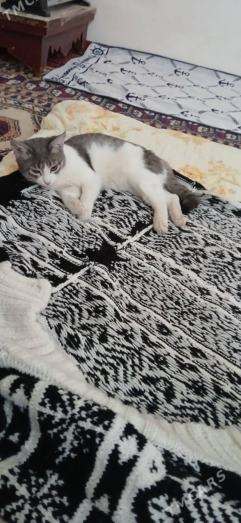 Котята - Мары - img 4