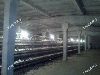 Towuk ferma 45000 lik - Байрамали - img 1