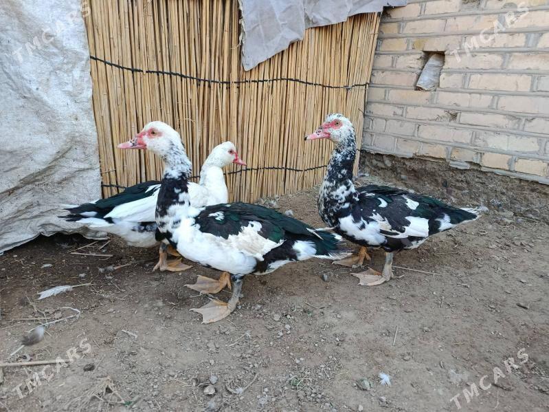 индаутка - Мары - img 3