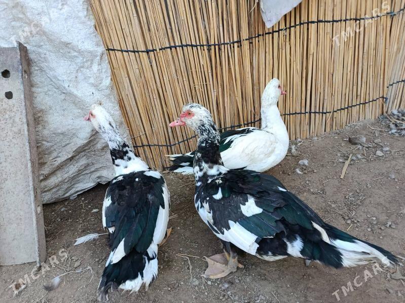 индаутка - Мары - img 2