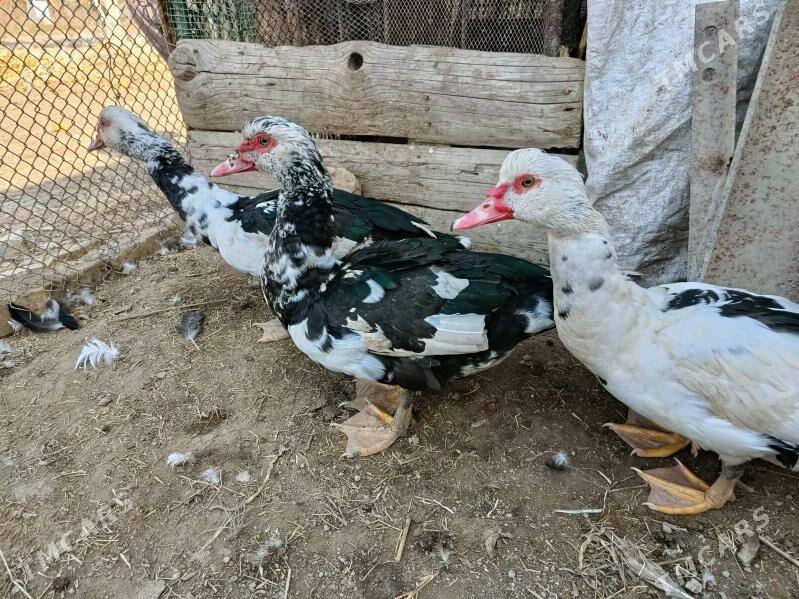 индаутка - Мары - img 1