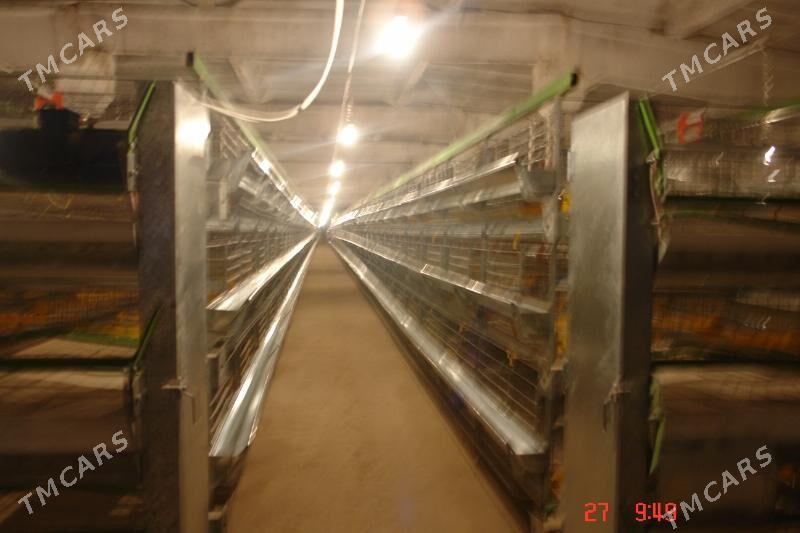 Towuk ferma 45000 lik - Байрамали - img 4