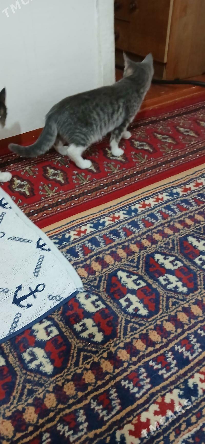 Котята - Мары - img 5