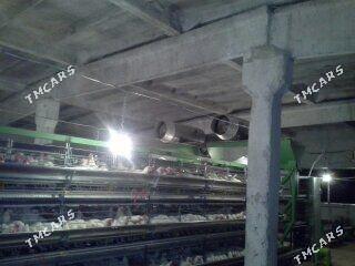 Towuk ferma 45000 lik - Байрамали - img 2