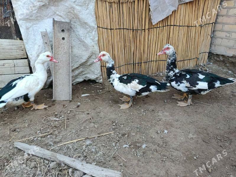 индаутка - Мары - img 4