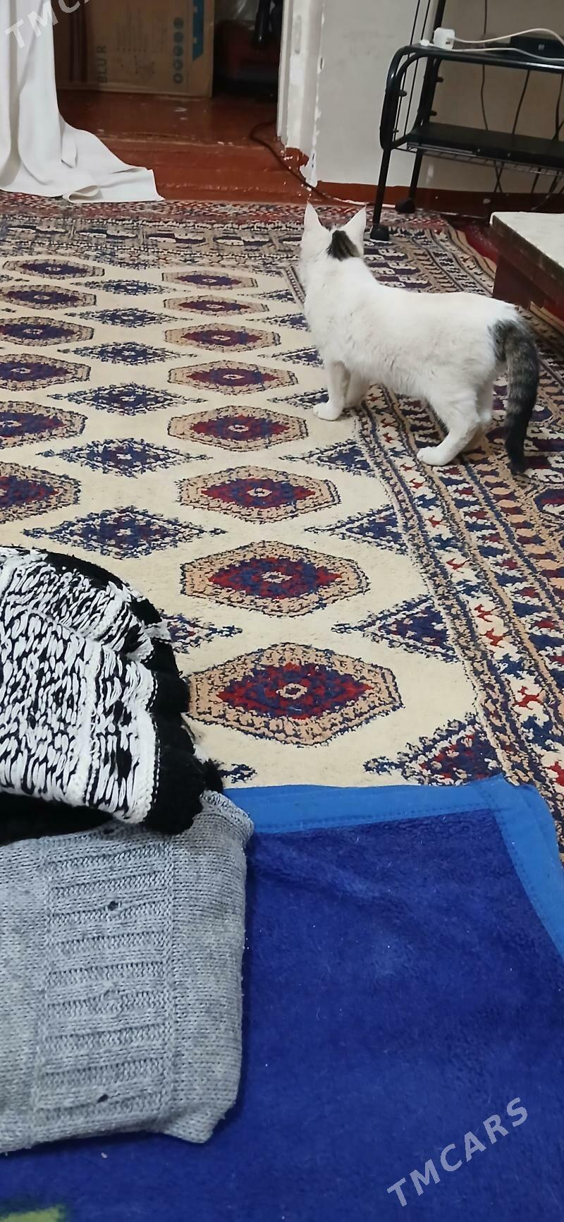 Котята - Мары - img 2