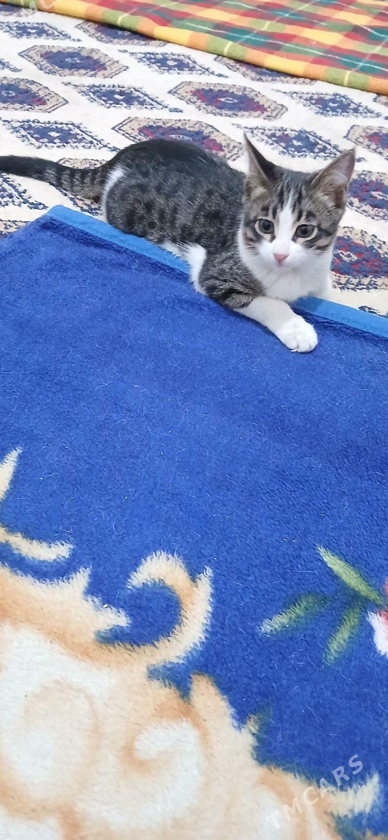 Котята - Мары - img 3