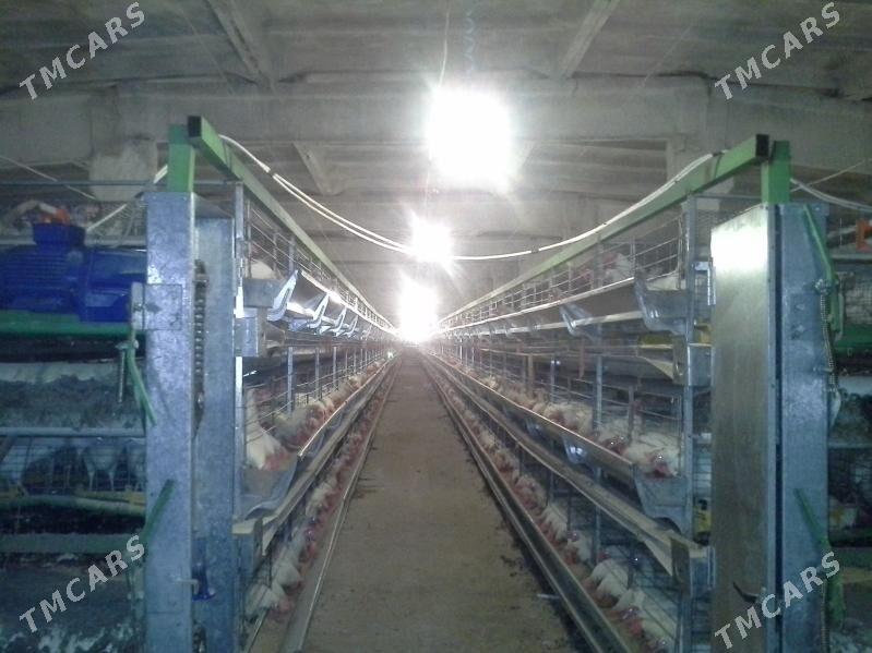 Towuk ferma 45000 lik - Байрамали - img 5