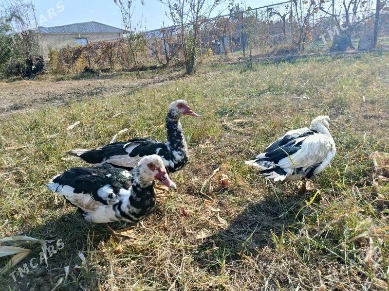 индаутка - Мары - img 5