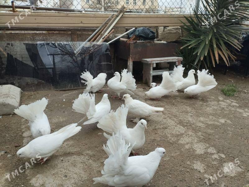 голуби павлины - Türkmenbaşy - img 2