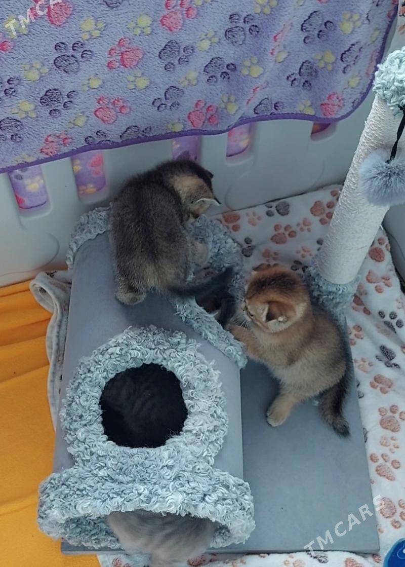 Котята Золотые Шиншилла - Aşgabat - img 3