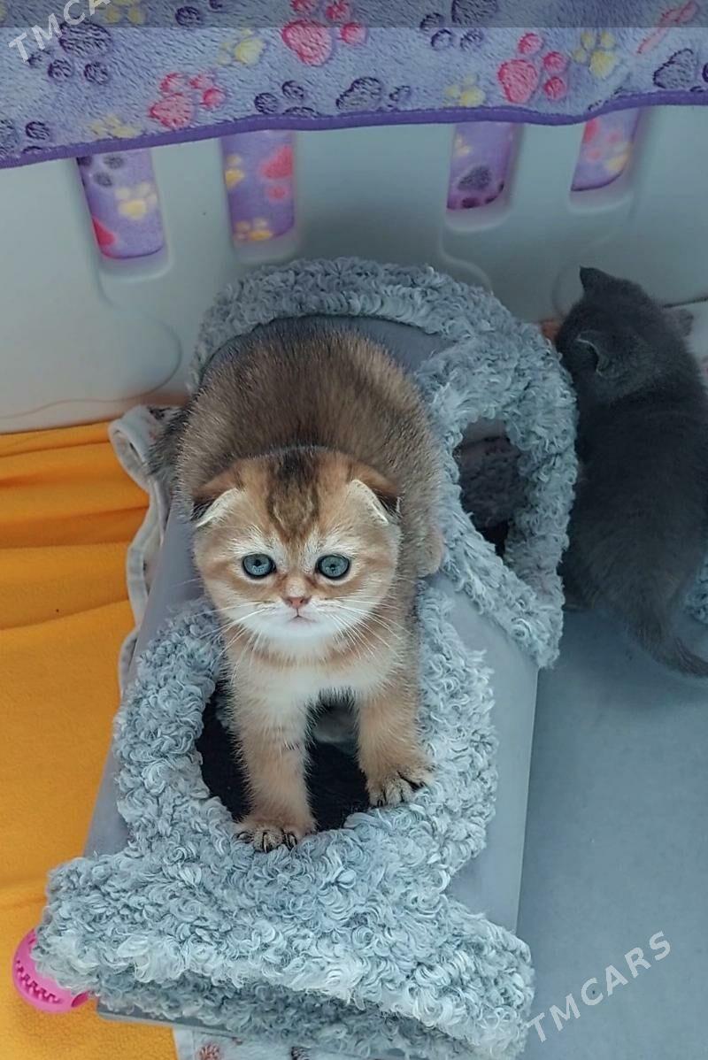 Котята Золотые Шиншилла - Aşgabat - img 2