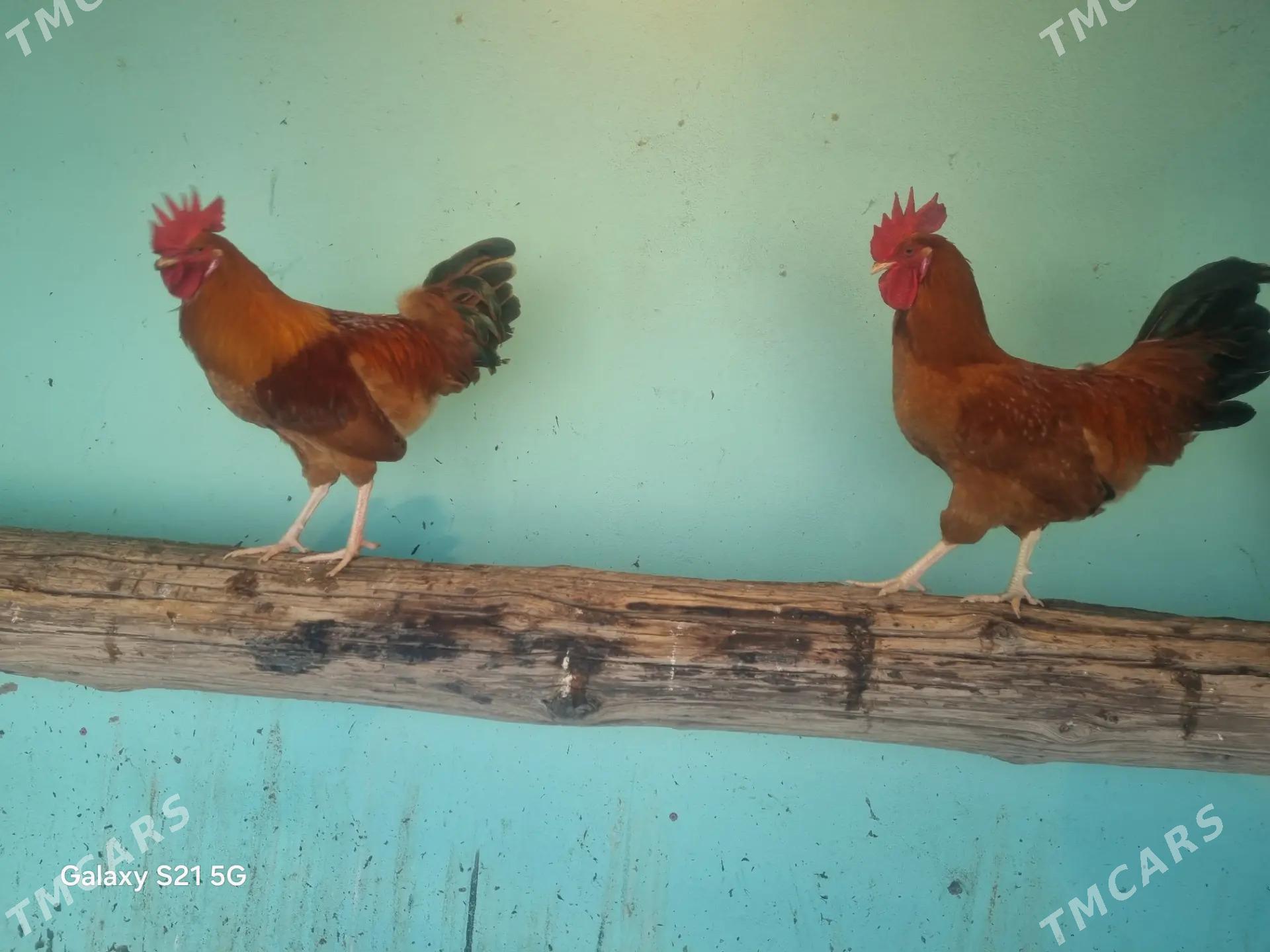 Horoz - Анев - img 3