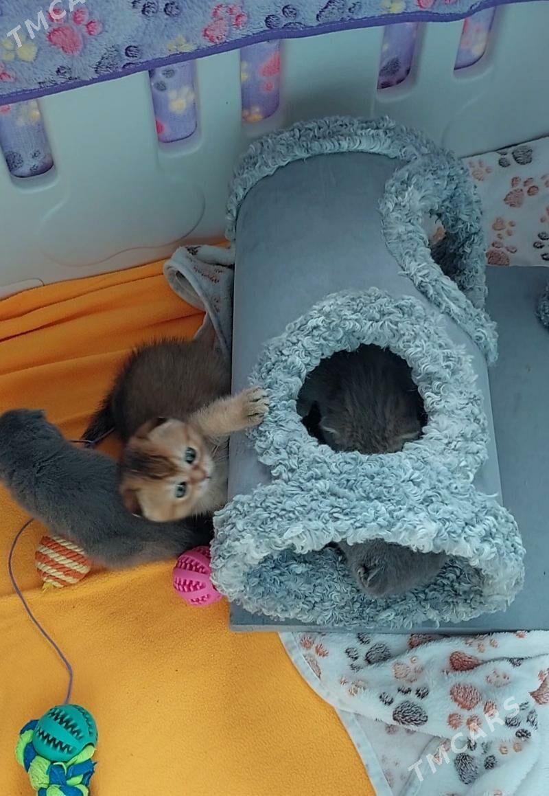 Котята Золотые Шиншилла - Aşgabat - img 4