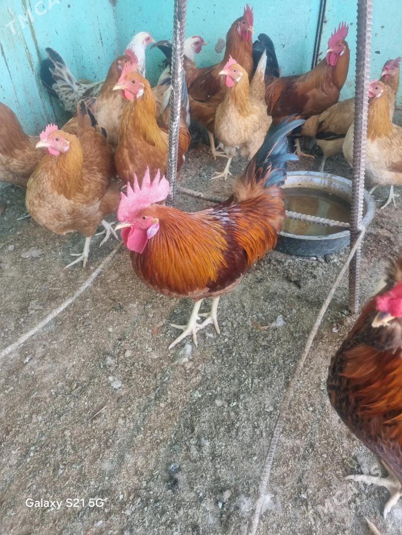 Horoz - Анев - img 2