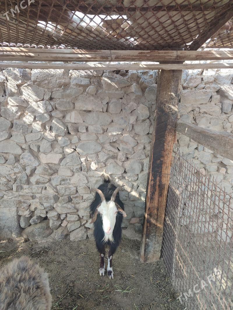 Geci dog - Bäherden - img 2