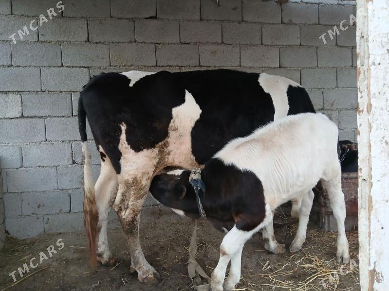 Goleli sygyr - Büzmeýin - img 2