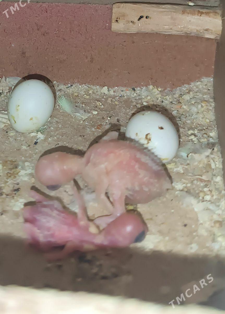 popugay - Мир 7 - img 3