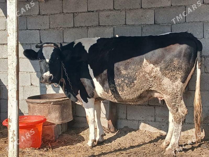 Goleli sygyr - Büzmeýin - img 4