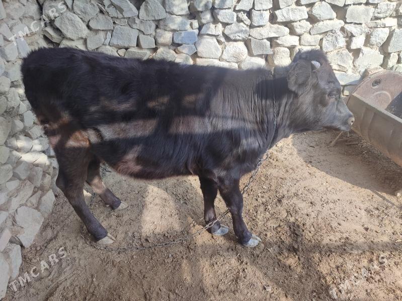 Tuwe - Bäherden - img 2