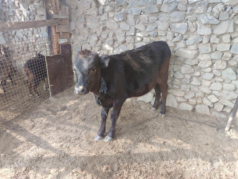 Tuwe - Bäherden - img 3