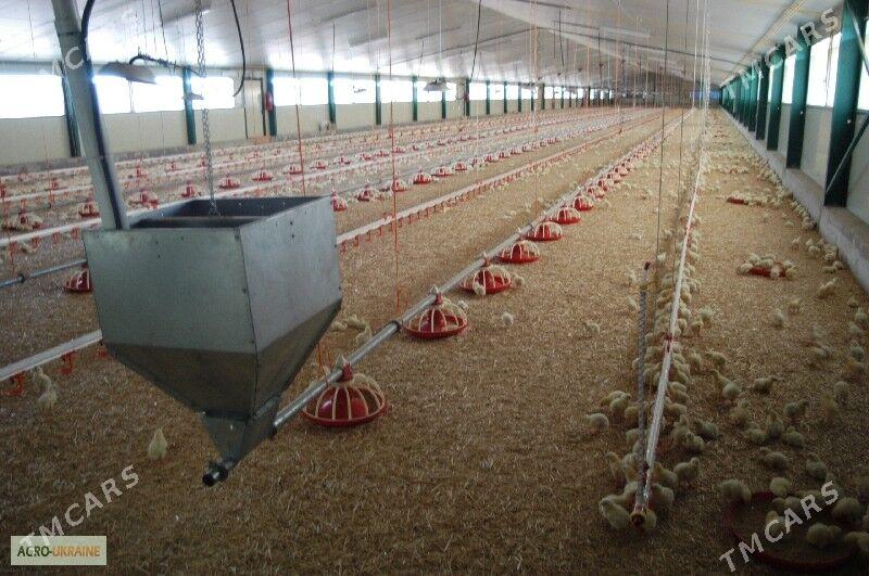 Broýler towuk saklamak üçin enjam 5000 tow. - Baýramaly - img 2