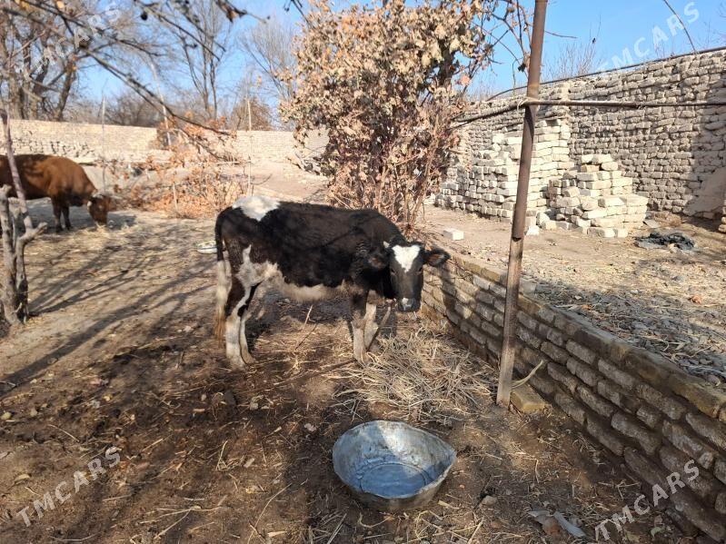 Gacar - Şabat etr. - img 1