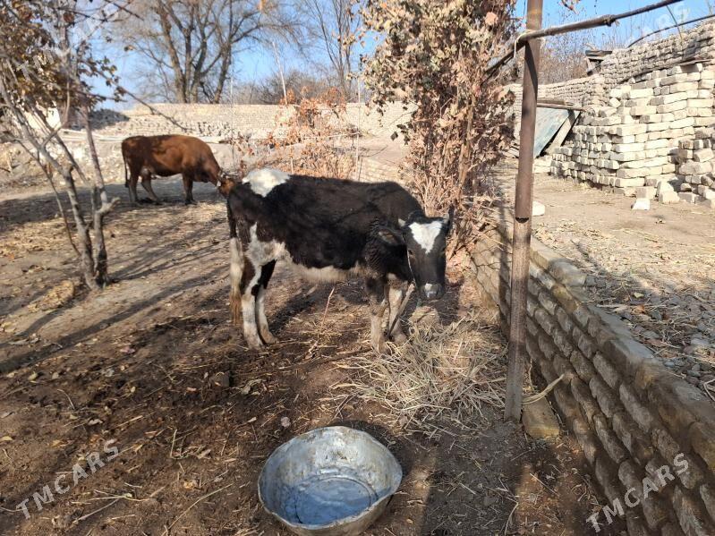 Gacar - Şabat etr. - img 2