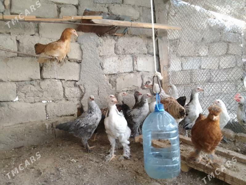 Brama Balgar garşyk - Гёкдепе - img 2